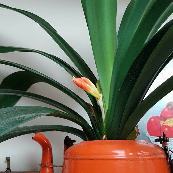 Clivia miniata Květ