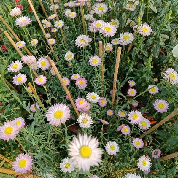 Erigeron glabellus Квітка