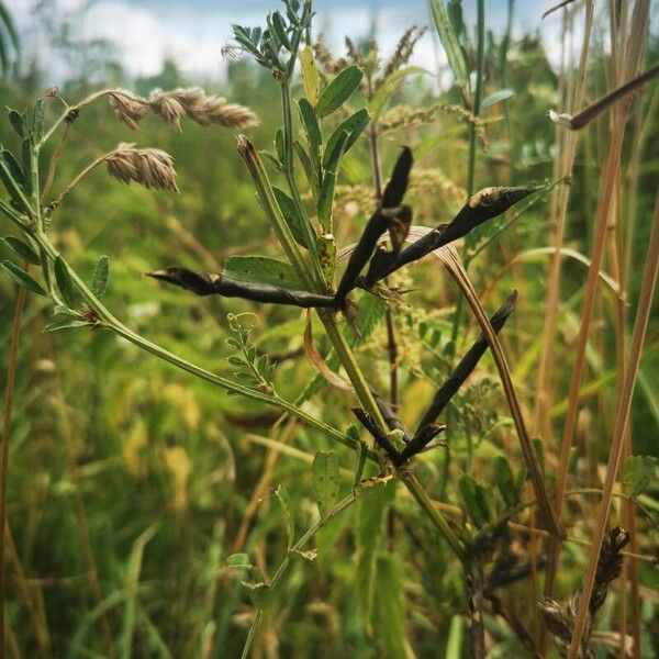 Vicia grandiflora Ffrwyth