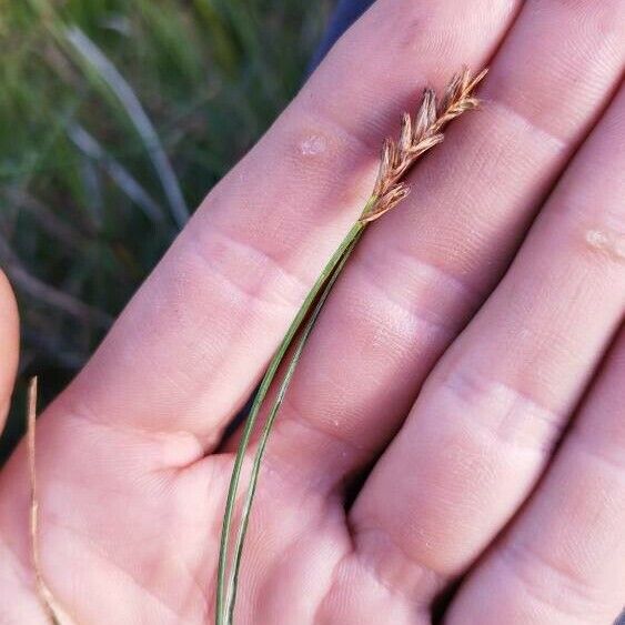 Blysmus compressus Flower