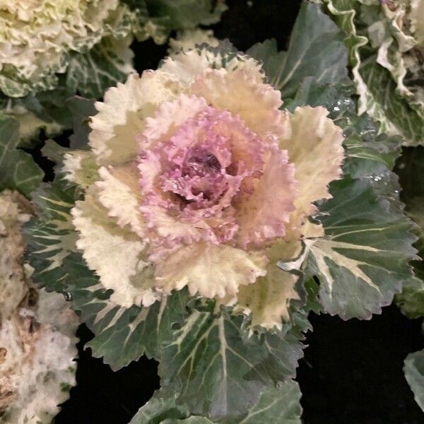 Brassica oleracea Flower