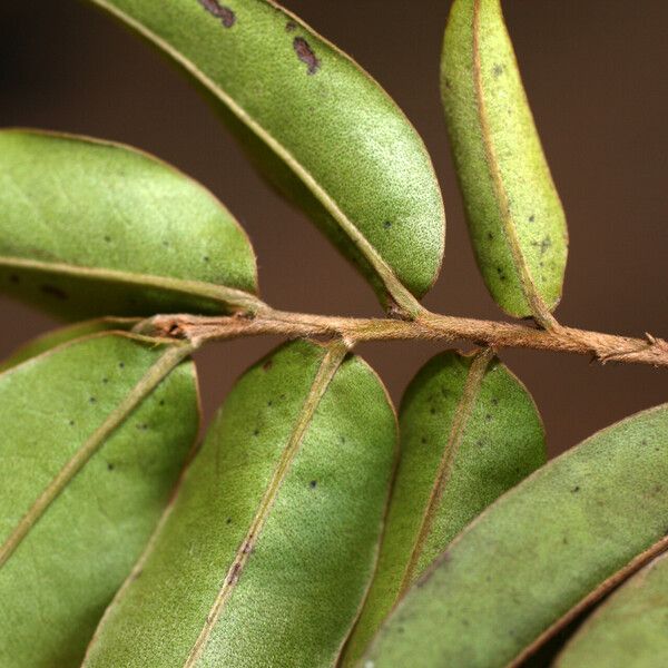 Diospyros sericea Leaf