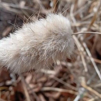 Lagurus ovatus Flower