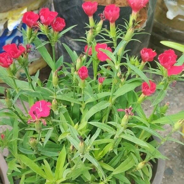 Dianthus chinensis Kvet