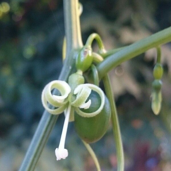 Cayaponia americana 花