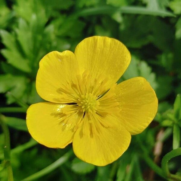 Ranunculus repens Flower