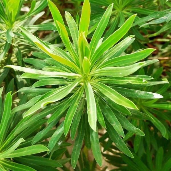 Euphorbia esula ഇല