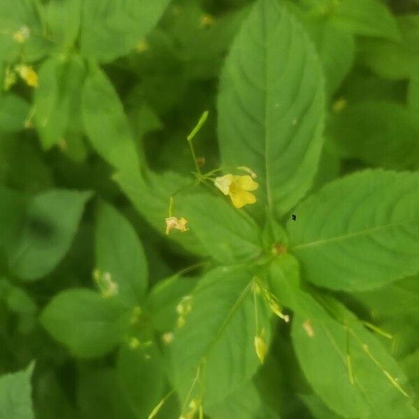 Impatiens parviflora Flower