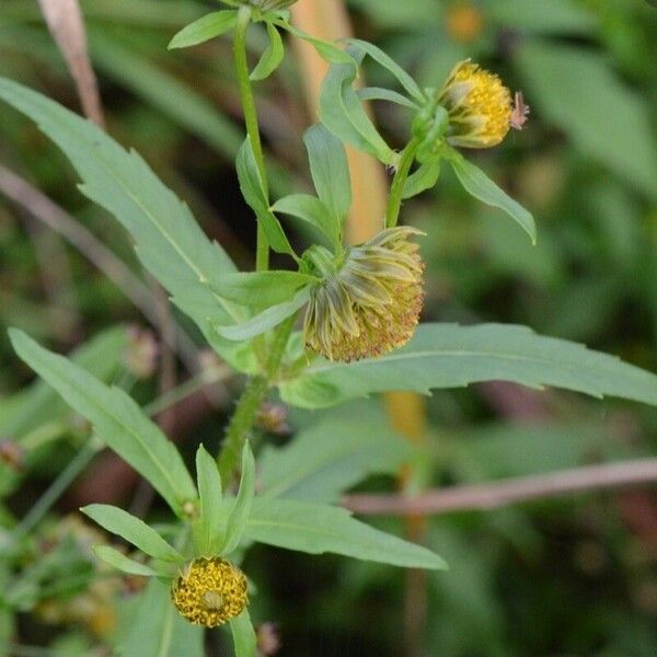 Bidens cernua Flower