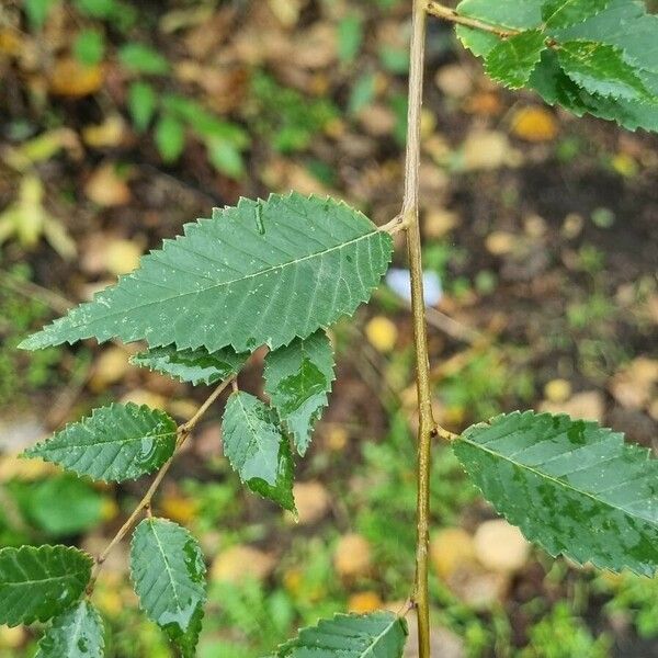 Ulmus pumila Blatt