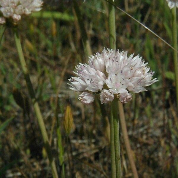 Allium amplectens Blomma