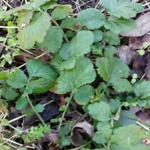 Geum urbanum Leaf