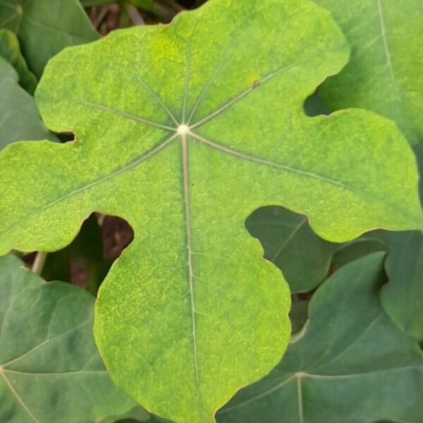 Jatropha podagrica Φύλλο