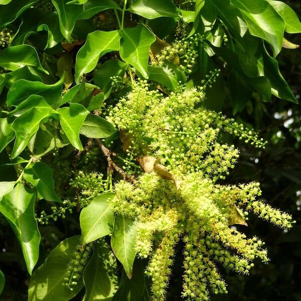 Melicoccus bijugatus Flors