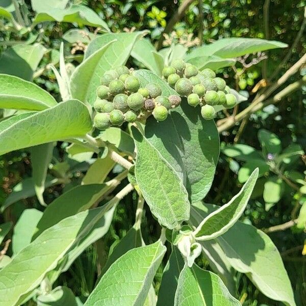 Solanum mauritianum Plod