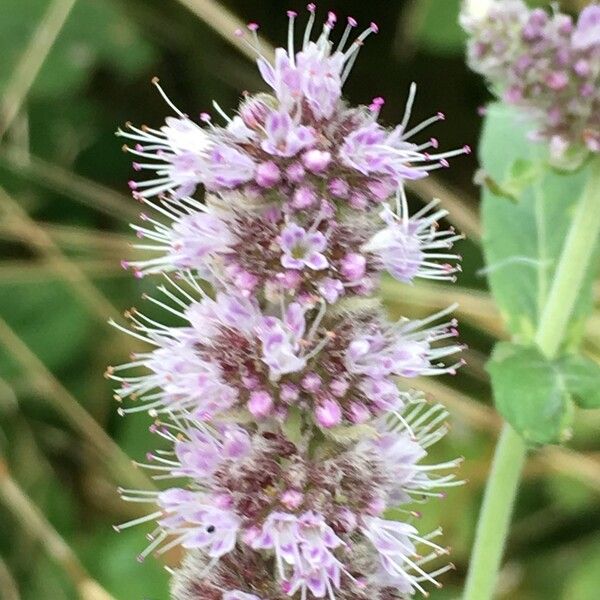 Mentha longifolia Žiedas