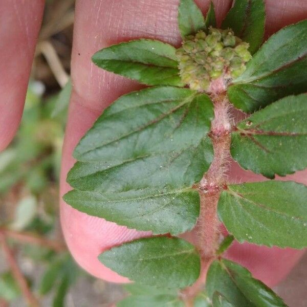 Euphorbia hirta Leaf