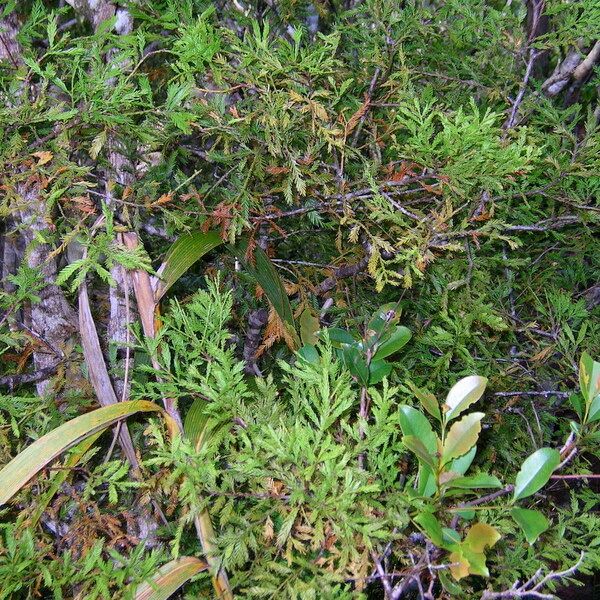 Dacrycarpus vieillardii Vekstform