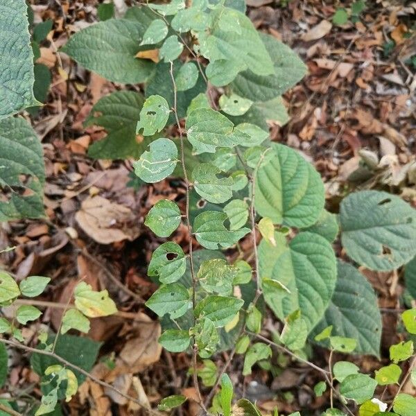 Ziziphus oenopolia Leaf