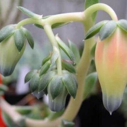 Echeveria longissima 花