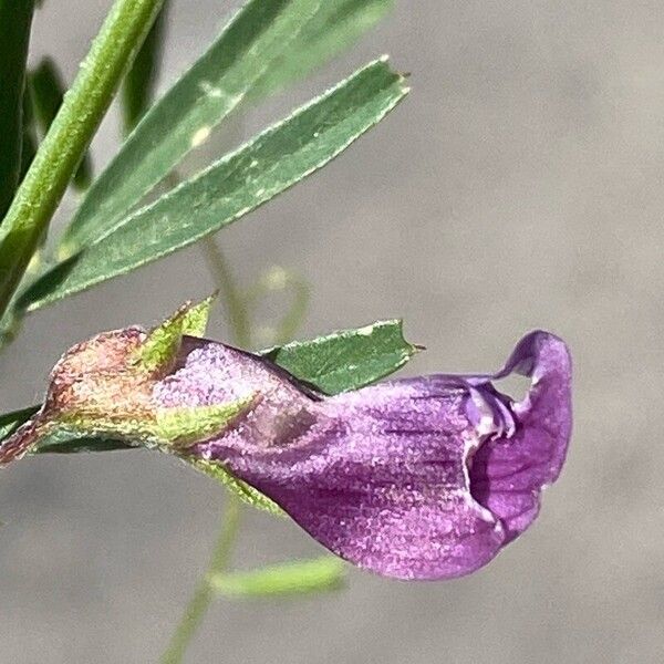 Vicia peregrina ফুল