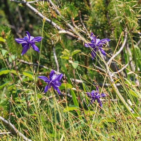 Aquilegia alpina Fleur