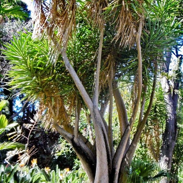 Yucca gigantea Yeri