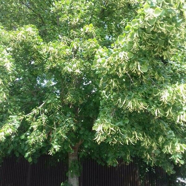 Tilia platyphyllos Habit