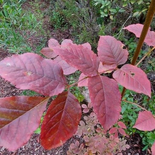 Fraxinus americana Hoja