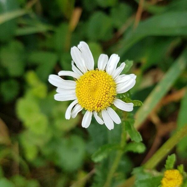 Leucanthemum vulgare Kwiat