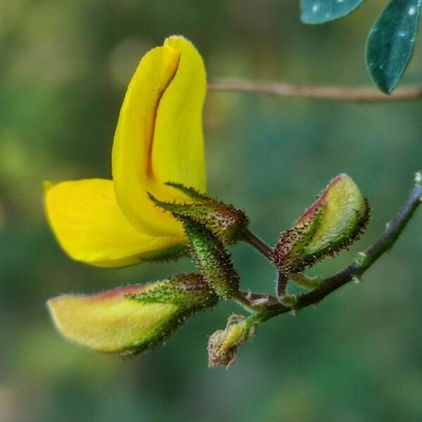 Adenocarpus complicatus Flors