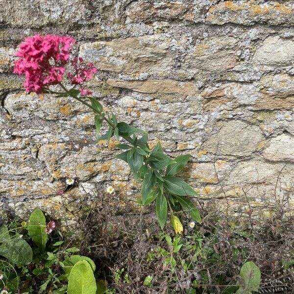 Centranthus ruber Fuelha