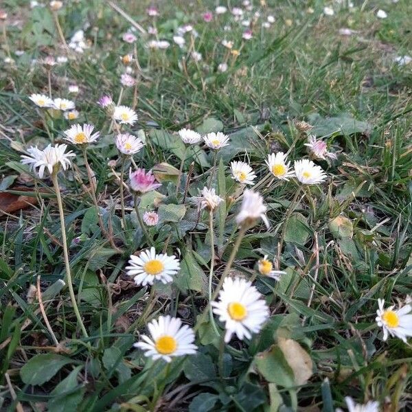 Bellis sylvestris Tervik taim