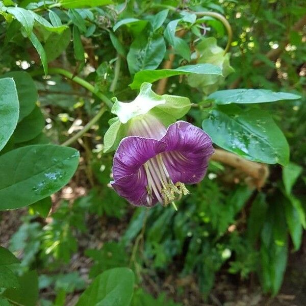 Cobaea scandens Квітка