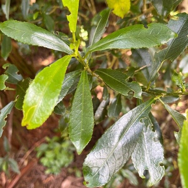 Claoxylon parviflorum Folla