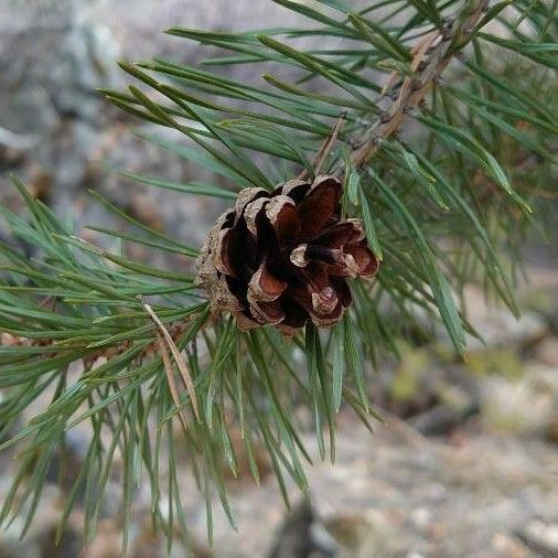 Pinus sylvestris 果實