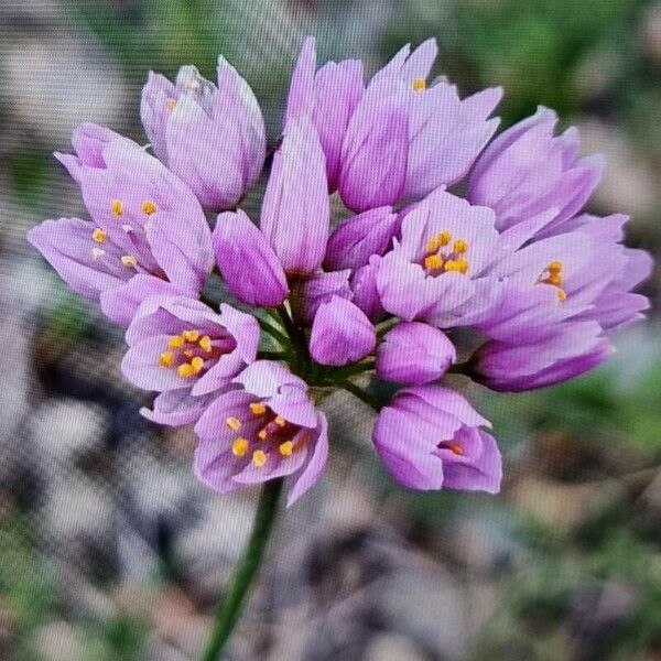 Allium roseum Flower