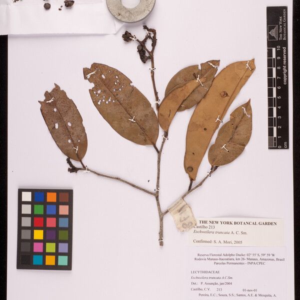 Eschweilera truncata Leaf