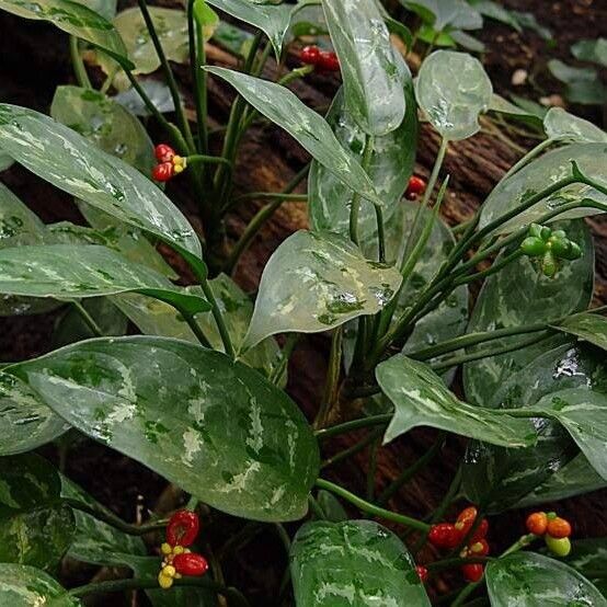 Aglaonema commutatum ᱥᱟᱠᱟᱢ