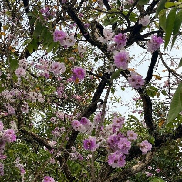 Tabebuia rosea Fleur