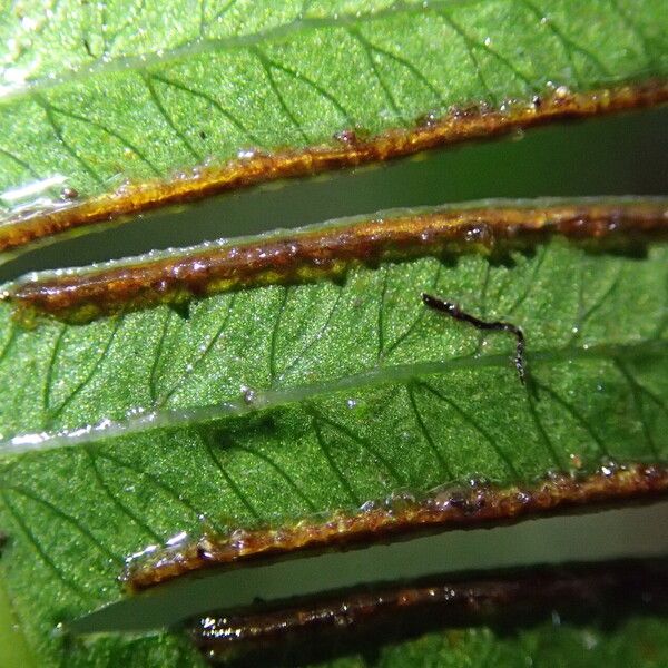 Pteris catoptera Folla