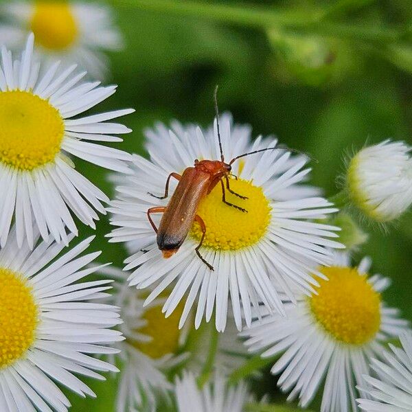 Erigeron strigosus Žiedas