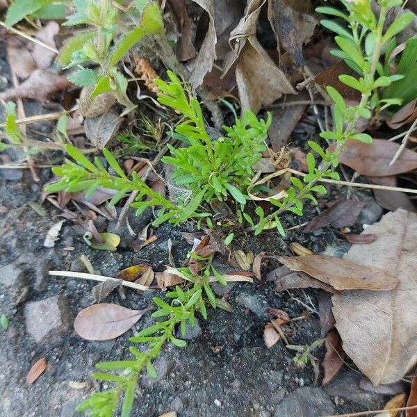 Lythrum hyssopifolia 葉