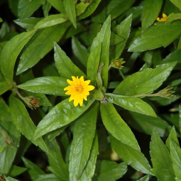 Sphagneticola trilobata Flors