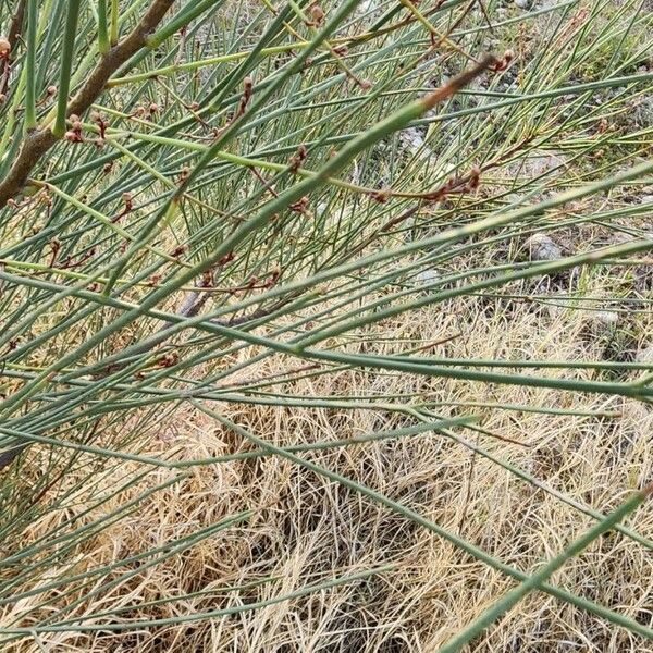 Moringa peregrina Folha