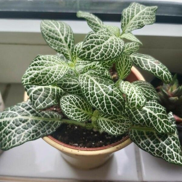 Fittonia albivenis Blatt