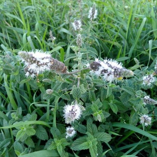 Mentha longifolia Flor