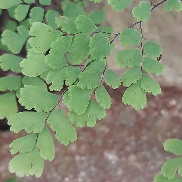 Adiantum raddianum Leaf