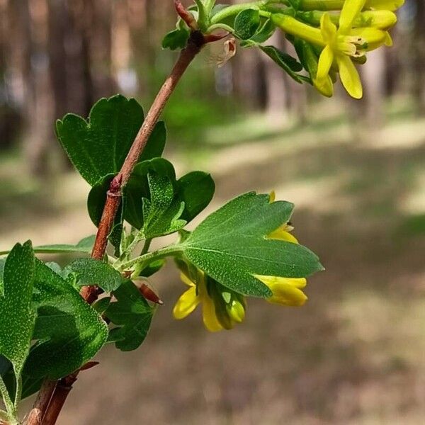 Ribes aureum Levél