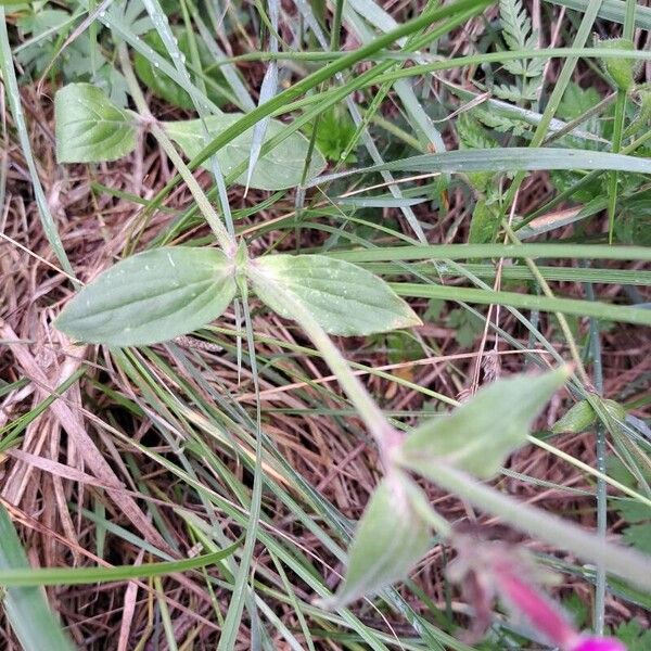 Silene dioica 葉